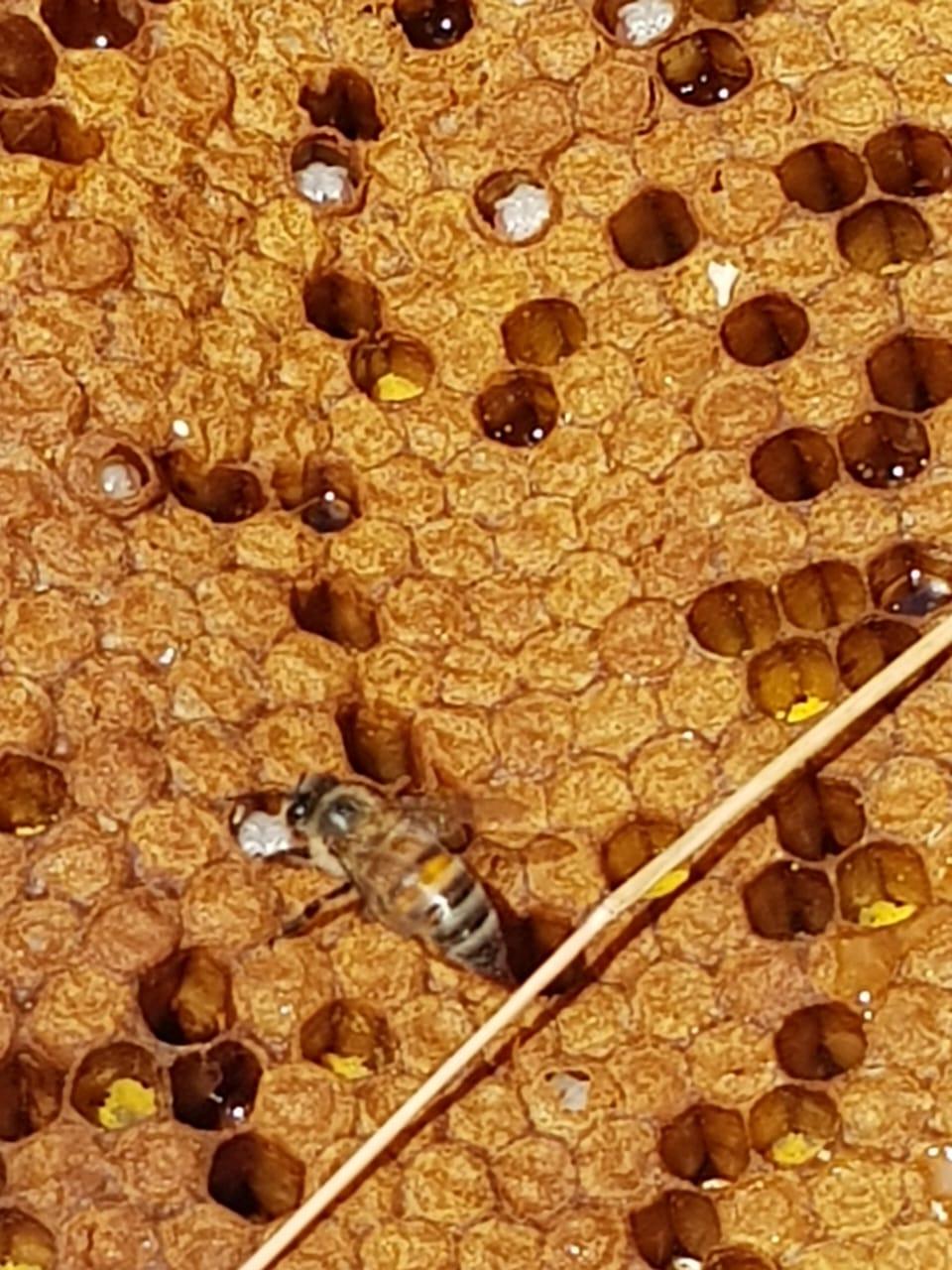 Honeycomb close-up