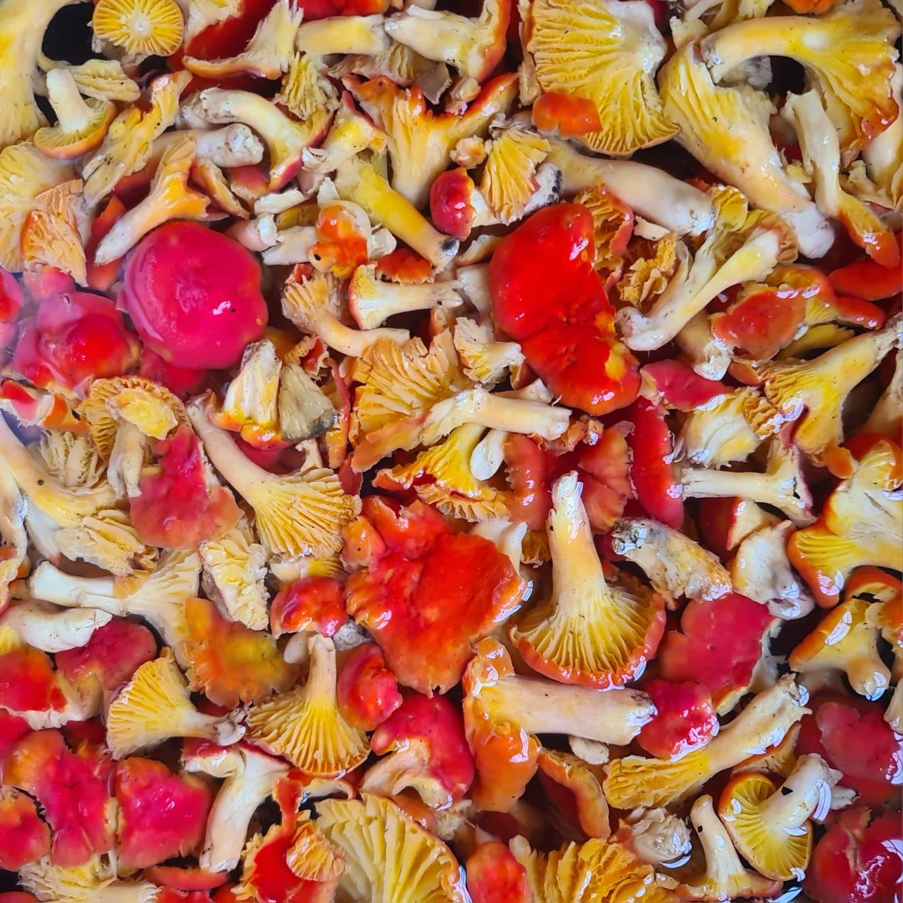 Wild Mushrooms