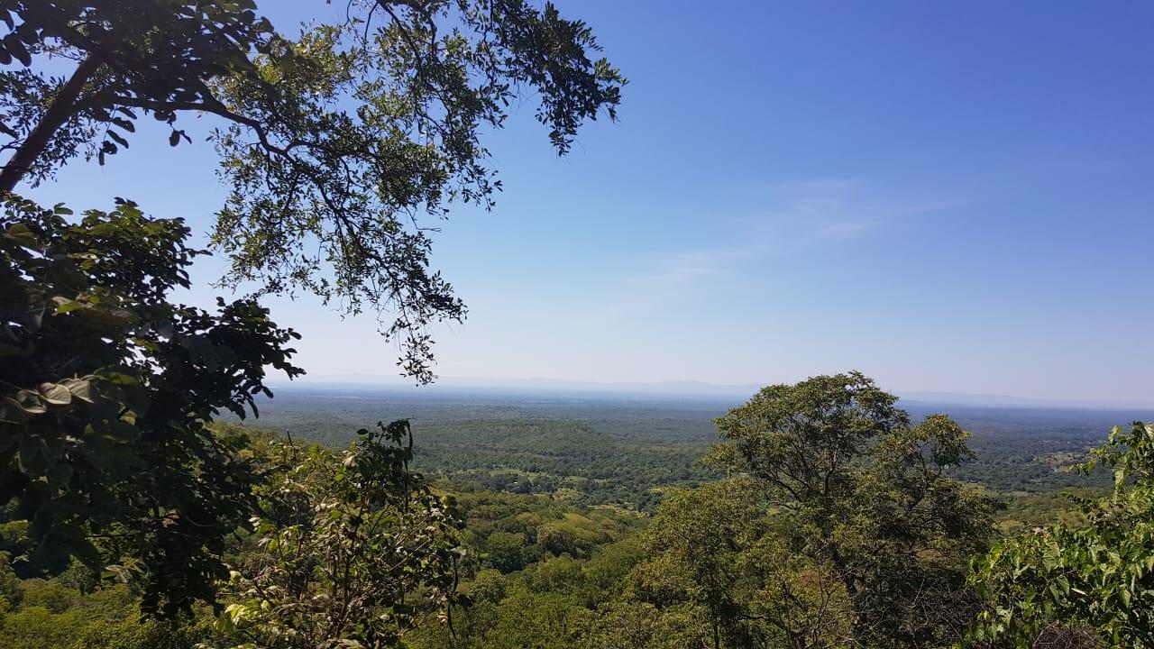 Zambian forest panorama