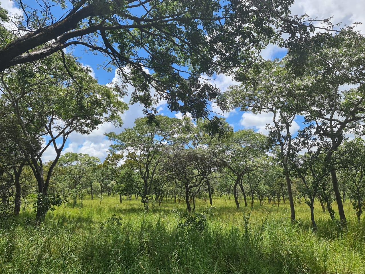 Zambian woodland near Mpika