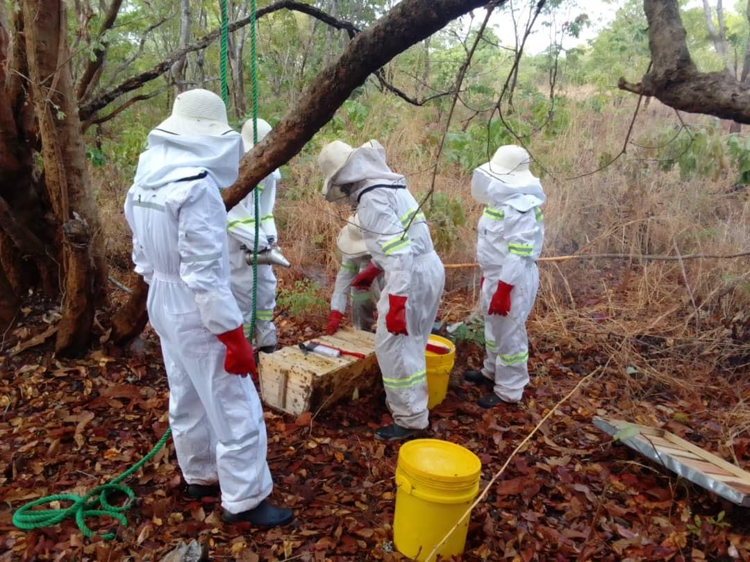 Community beekeepers harvesting honey in the field